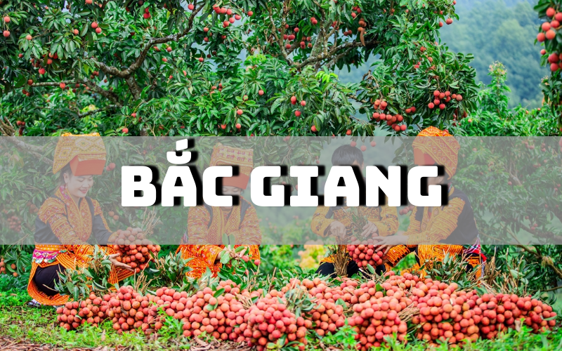 Bắc Giang có đặc sản gì? Gợi ý ngay 17 đặc sản Bắc Giang mua làm quà cực ý nghĩa Bắc Giang có đặc sản gì? Gợi ý ngay 17 đặc sản Bắc Giang mua làm quà cực ý nghĩa