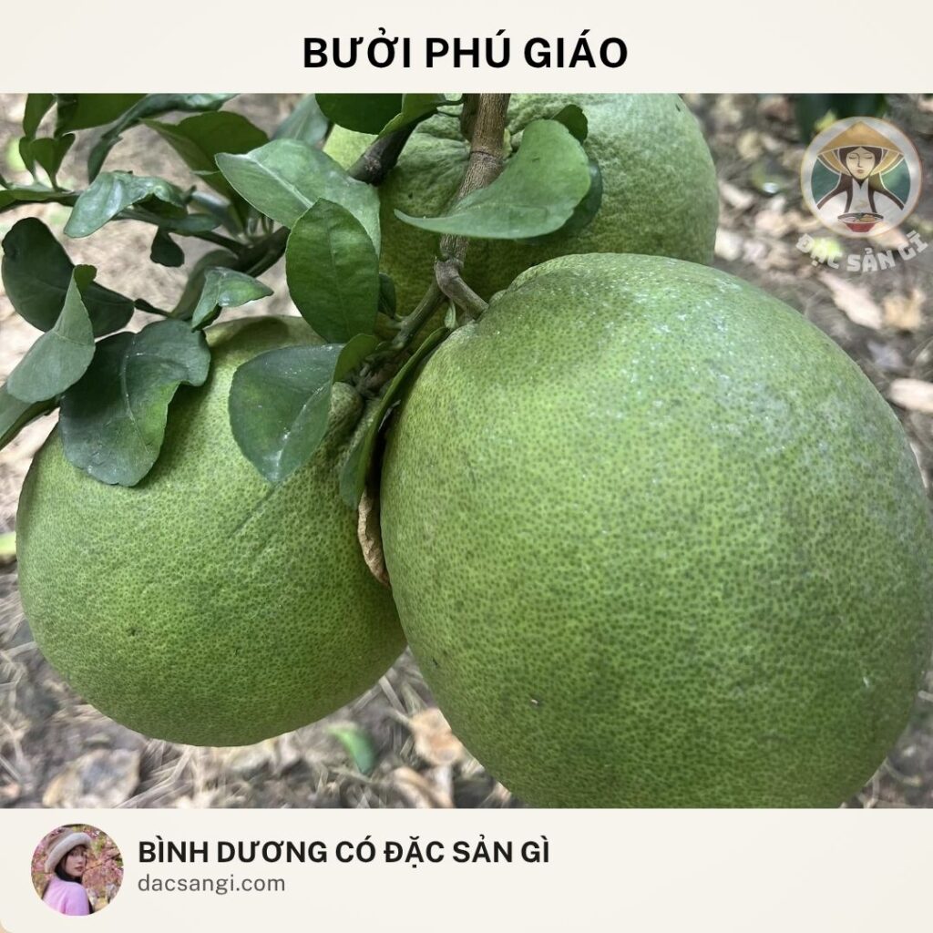 Đặc sản bưởi Phú Giáo