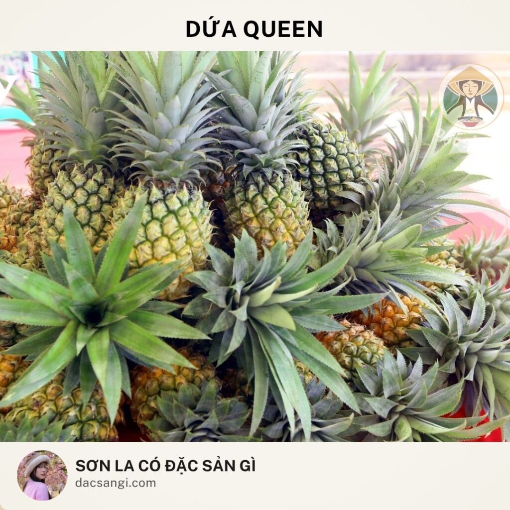 Sơn La có đặc sản gì? Top 23 đặc sản Sơn La ngon nức tiếng nên mua làm quà dac-san-dua-queen-son-la