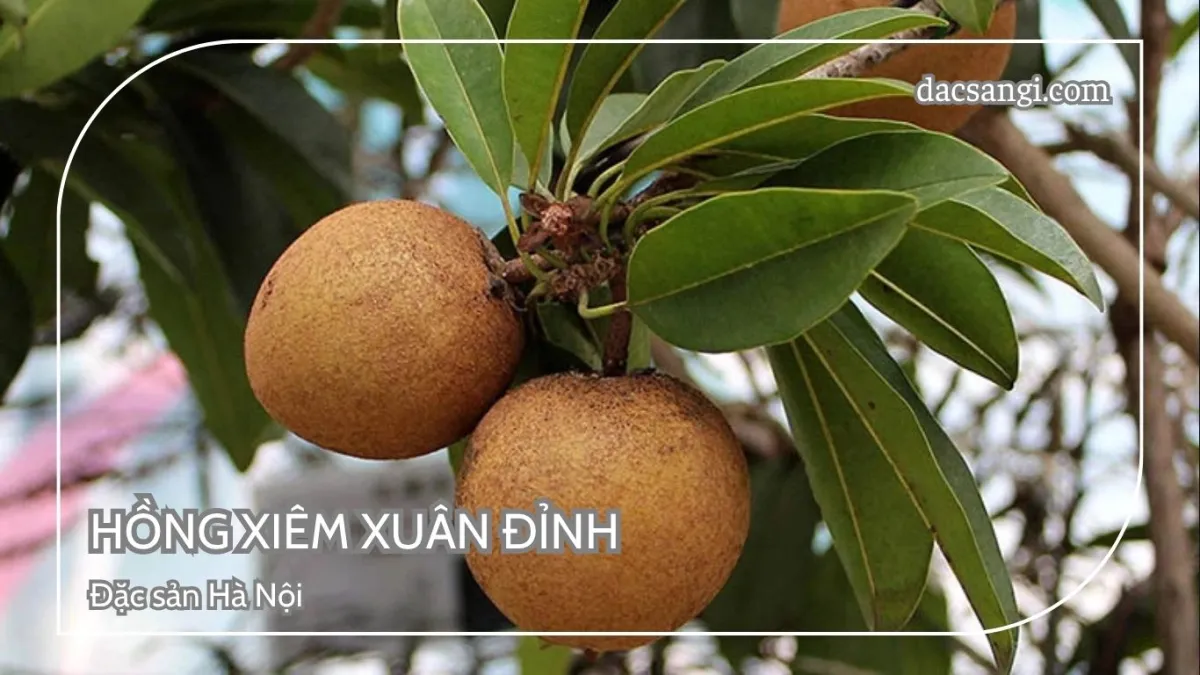 Hà Nội có đặc sản gì? Top 15 đặc sản Hà Nội mua làm quà ý nghĩa Đặc sản hồng xiêm Xuân Đỉnh