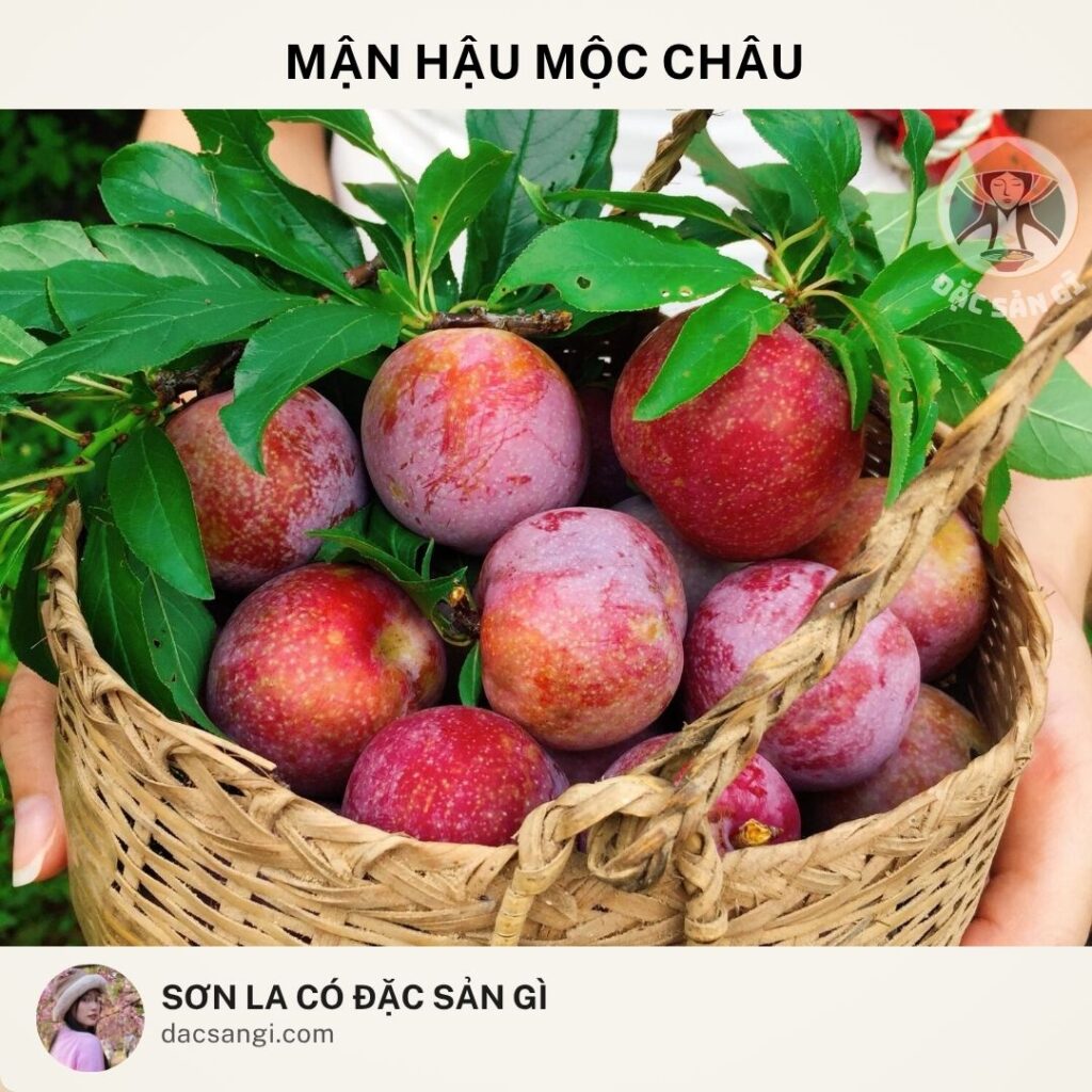 Sơn La có đặc sản gì? Top 23 đặc sản Sơn La ngon nức tiếng nên mua làm quà dac-san-man-hau-moc-chau