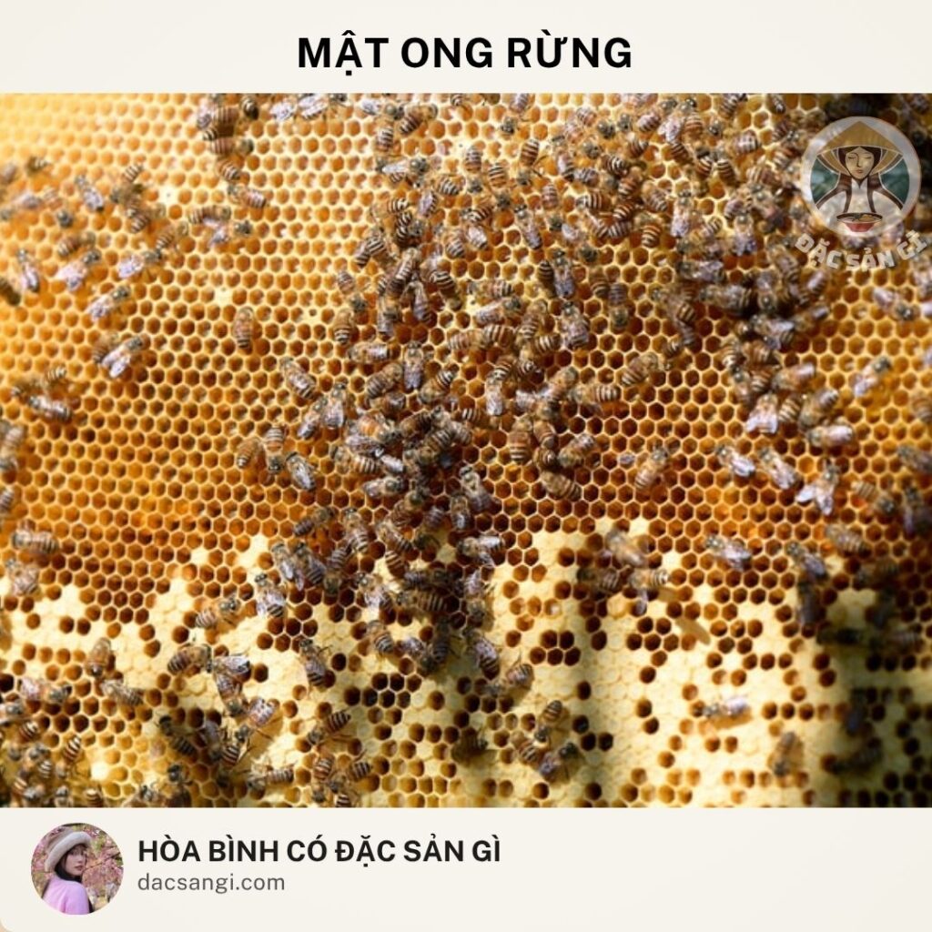 dac-san-mat-ong-rung-hoa-binh