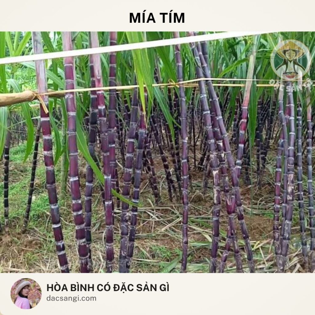 dac-san-mia-tim-hoa-binh