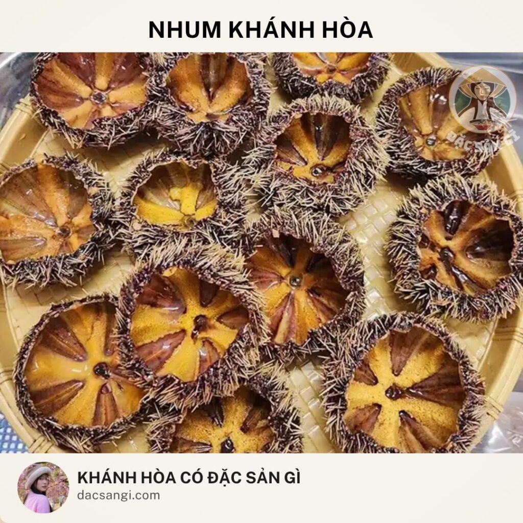 Khánh Hòa có đặc sản gì? Top 24 đặc sản Khánh Hòa ngon được lòng du khách dac-san-nhum-khanh-hoa