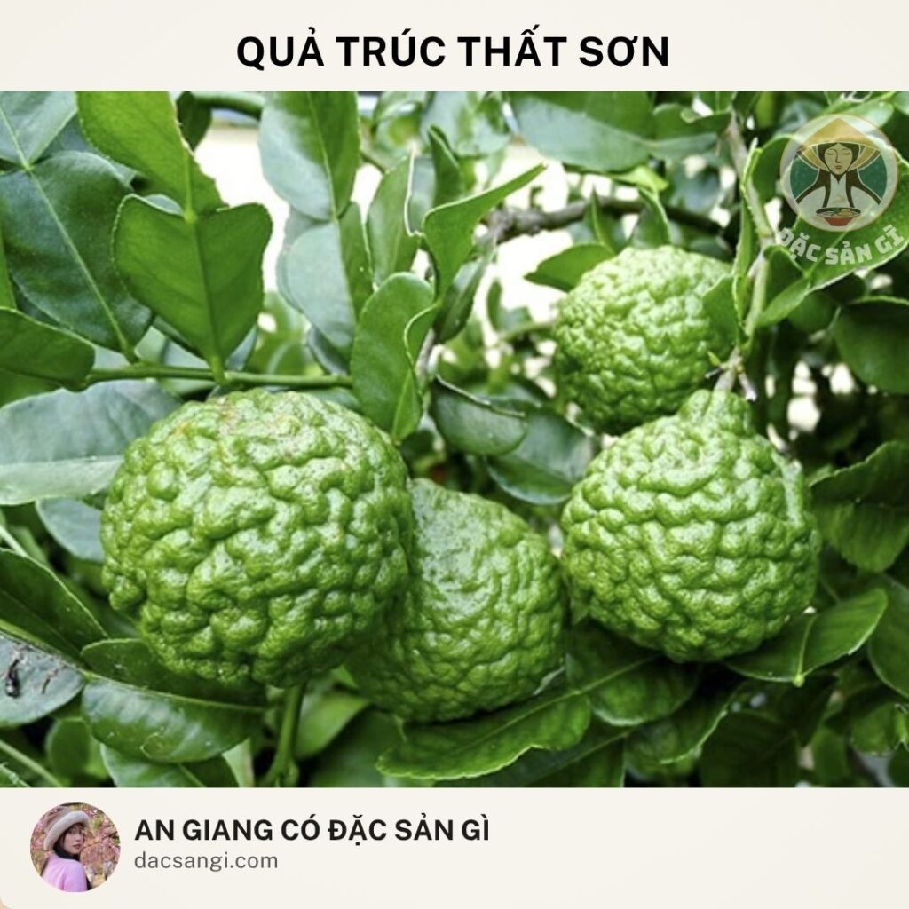 Đặc sản Quả trúc Thất Sơn