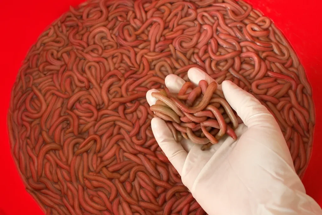 Hải Dương Có Đặc Sản Gì? Danh sách 25 Đặc Sản Hải Dương Mua Làm Quà a hand holding a pile of worms
