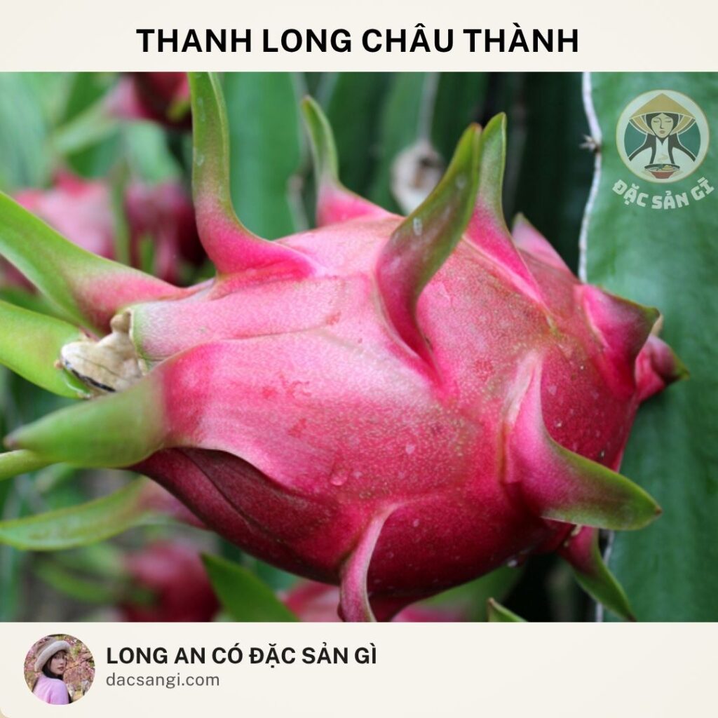 Long An có đặc sản gì? Review 19 đặc sản Long An ngon nức tiếng không thể bỏ qua dac-san-thanh-long-chau-thanh
