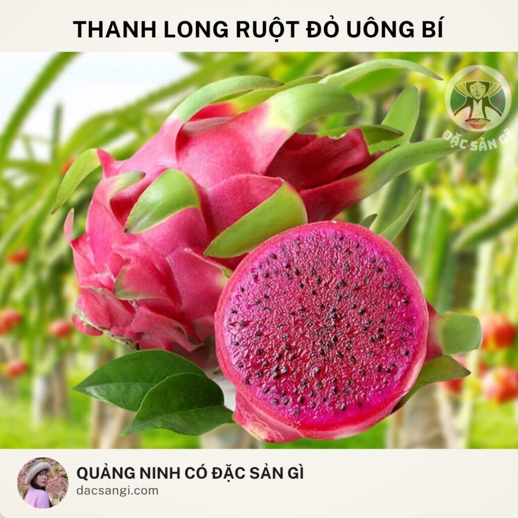 Quảng Ninh có đặc sản gì? 19 đặc sản Quảng Ninh ngon bổ rẻ đáng mua nhất Đặc sản thanh long ruột đỏ Uông Bí
