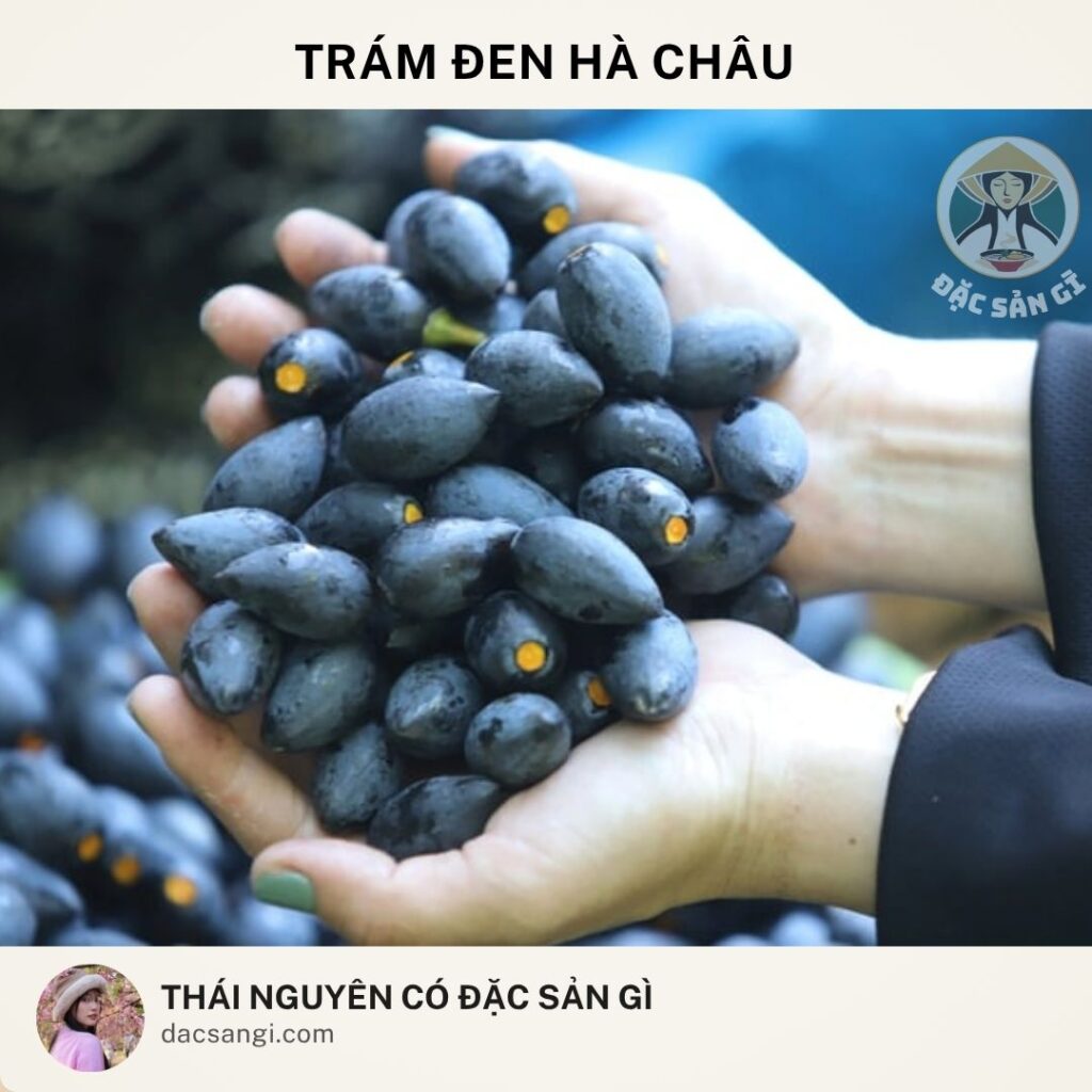 Thái Nguyên có đặc sản gì? Tham khảo 22 đặc sản Thái Nguyên nên mua làm quà Đặc sản trám đen Hà Châu