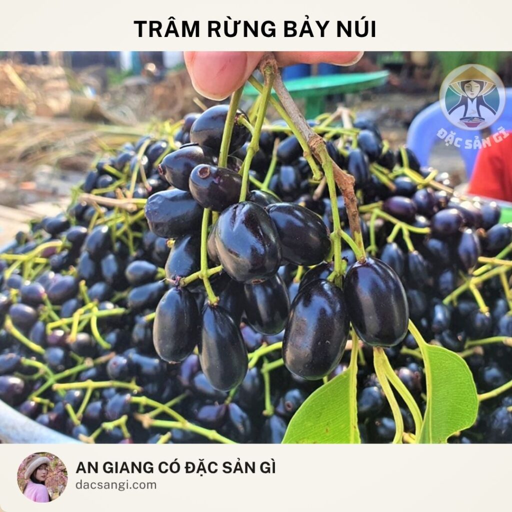 Đặc sản Trâm rừng Bảy Núi